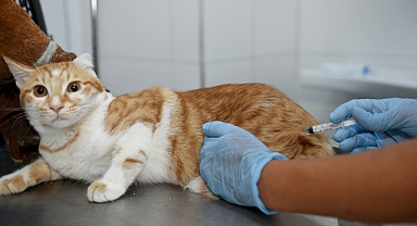 5 yılda 14 bin sokak hayvanı kısırlaştırıldı