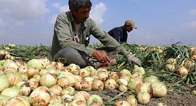 Adana'da soğan hasadı başladı