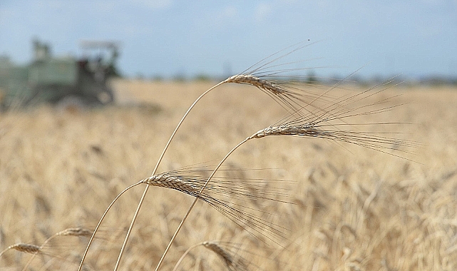 Buğdayın kilogram maliyeti 10 lira 87 kuruş