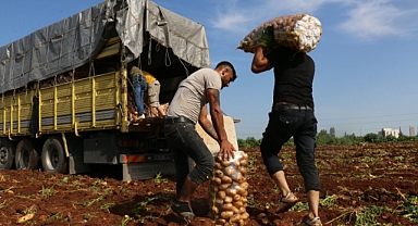 Turfanda patates hasadı başladı