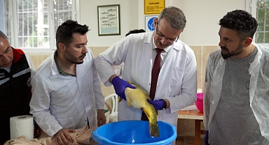 Yavru sazan balığı üretimi sağımla başladı