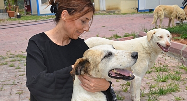 Oya Tekin’den sokak hayvanları yasası açıklaması
