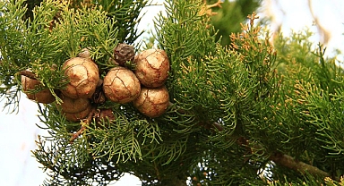 ÇEKÜL Vakfı’ndan ormanları korumak için öneriler