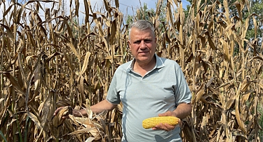 Mısır tarlasından seslendi, 11 lira alım fiyatı istedi