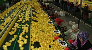 Bahçeden markete en çok fiyat artışı limonda