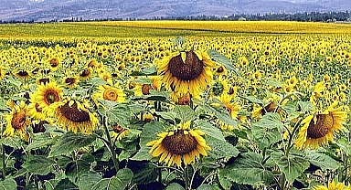 Tarımsal girdi fiyatları Şubat’ta arttı