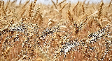 Tarımsal üretim maliyetleri arttı