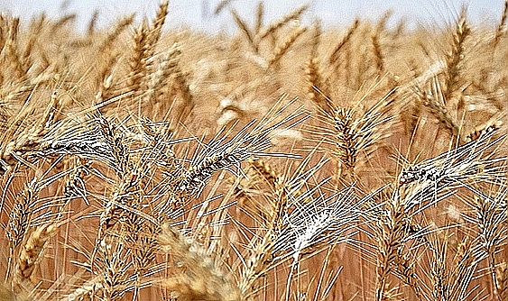 Tarımsal üretim maliyetleri arttı