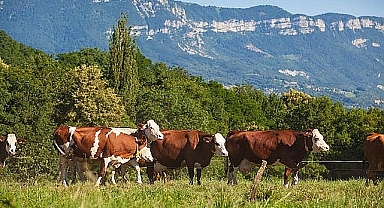 Hayvancılık işletmelerine