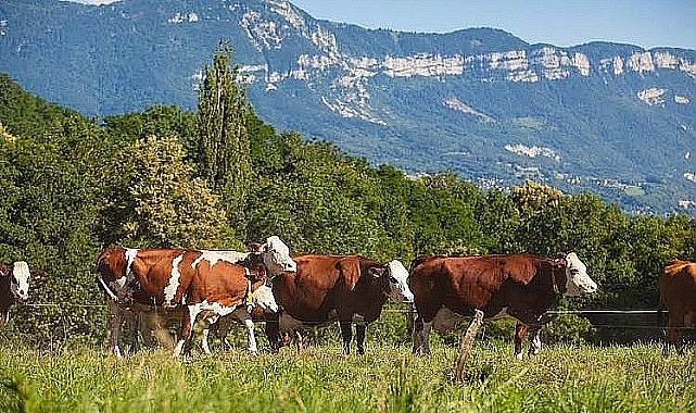 Hayvancılık işletmelerine "yabancı çoban" izni