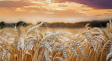 Tarımda üretici fiyatları arttı