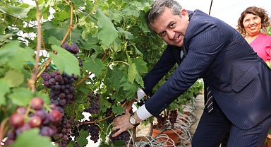 Topraksız tarımla üzüm ve maviyemiş üretildi
