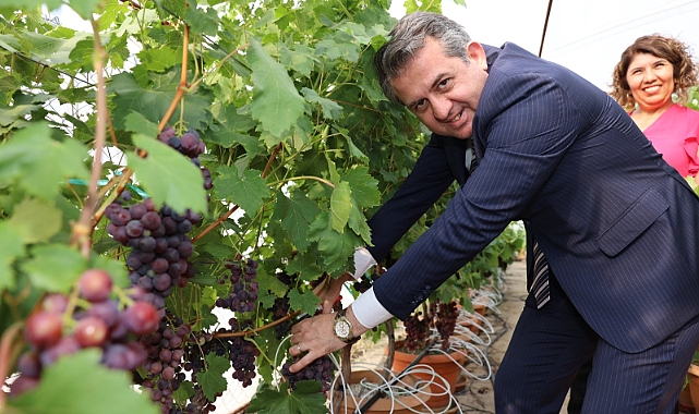 Topraksız tarımla üzüm ve maviyemiş üretildi