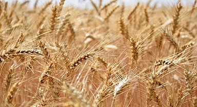 Tarımsal girdi fiyatları Mayıs ayında arttı