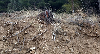 Türkiye çölleşme riskiyle karşı karşıya