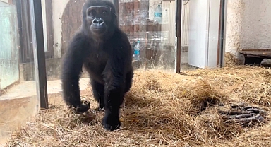 Goril Zeytin anavatanına gönderilecek