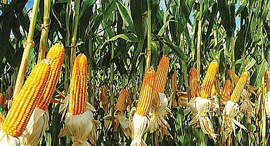 Mısır alım fiyatı 11 bin 300 lira olarak açıklandı