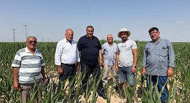 Mısır Üreticisini Kuraklık yaktı, ithalat yıktı