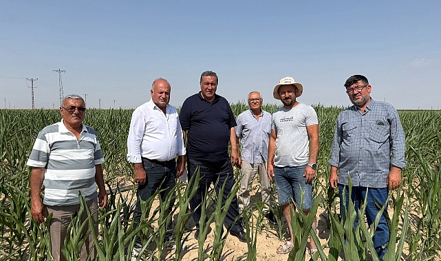 Mısır Üreticisini Kuraklık yaktı, ithalat yıktı