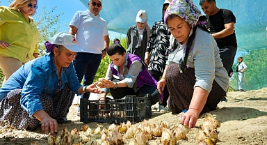 24 bin adet akzambak soğanı dağıtıldı 