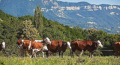 Büyük ve küçükbaş hayvan sayısı arttı