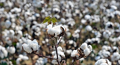 Gürer: “Pamukta fiyat üreticiyi mutlu etmedi”