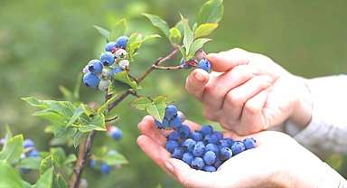 Maviyemiş ihracatından 4,2 milyon dolar gelir