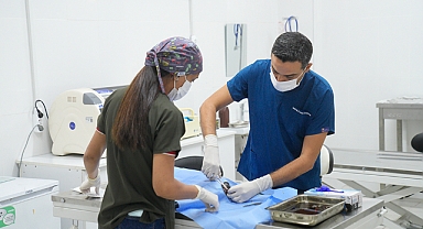 Sokak Hayvanları İçin Kısırlaştırma Seferberliği