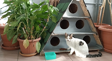 Enerjisa'dan evcil dostlar için güvence ve destek 