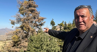Gürer: “Binlerce hektar orman yok oluyor”