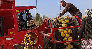 Tufanbeyli’nin altın tanelerinde hasat zamanı! 