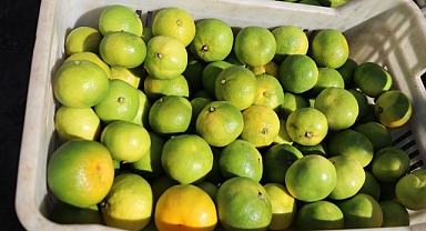 Mandalina ihracatında Ekim bereketi