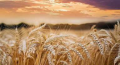 Bitkisel üretim 2025'te azaldı