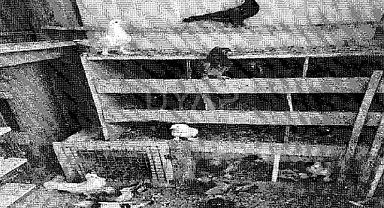 CHP'li Gürer: 'Güvercinlere kadar haciz geldi'