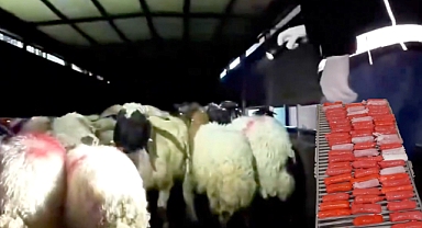 Koyun karnında uyuşturucu kaçakçılığı