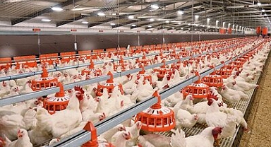 Tavuk işletmelerine kafes standardı için ek süre