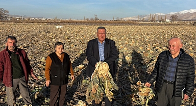 Karnabahar da tarlada kaldı