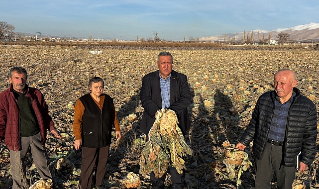 Karnabahar da tarlada kaldı