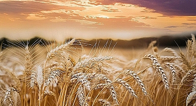 Tarımsal girdi fiyatları Aralık ayında arttı