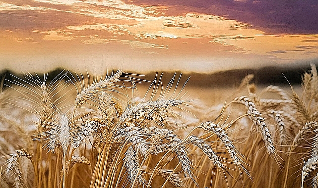 Tarımsal girdi fiyatları Aralık ayında arttı