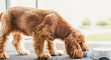 Kedi ve köpeklerin yüzde 40’ı fazla kilolu veya obez