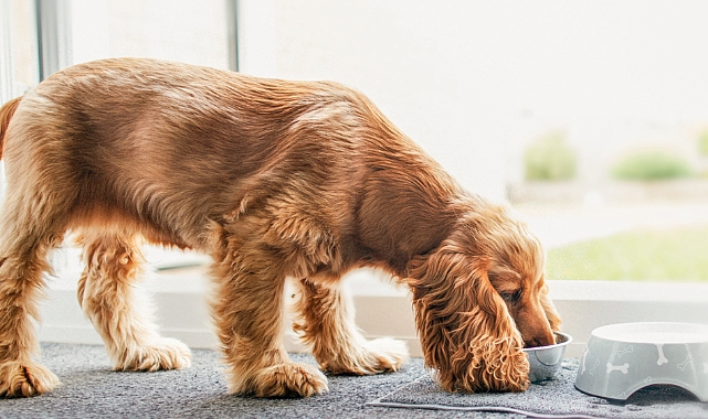 Kedi ve köpeklerin yüzde 40’ı fazla kilolu veya obez