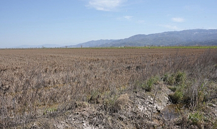 Şubat ayındaki yağışlar toprağın yüzünü güldürdü