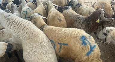 Kurbanlık arzında sıkıntı yok, talepte daralma olabilir