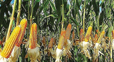 Mısır ithalatında tarife kontenjanı