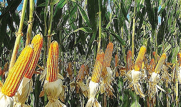 Mısır ithalatında tarife kontenjanı