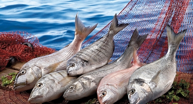 Su ürünleri sektörü ihracatını yüzde 24 artırdı