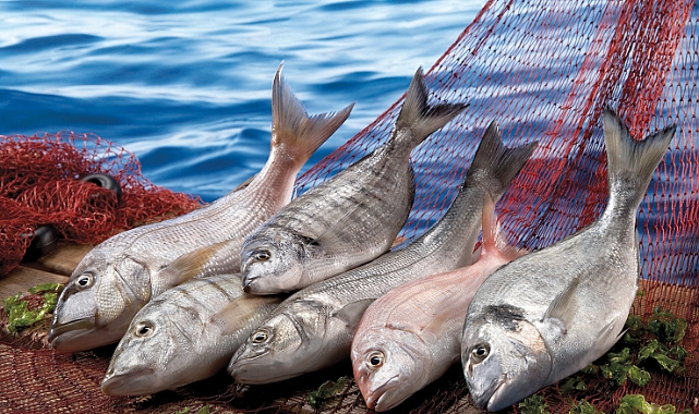 Su ürünleri sektörü ihracatını yüzde 24 artırdı