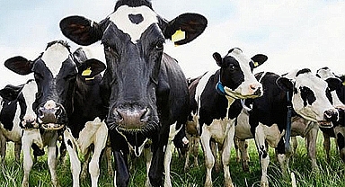 Toplanan inek sütü miktarı azaldı